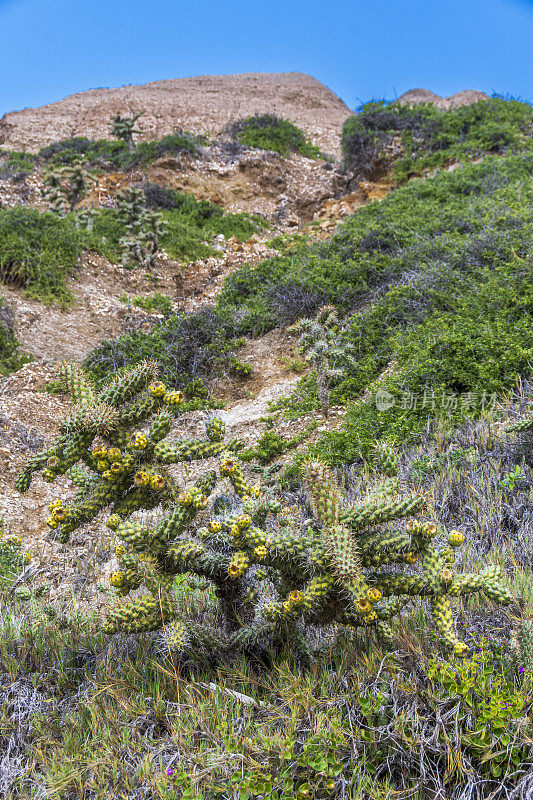 加州海滩上的Cane Cholla